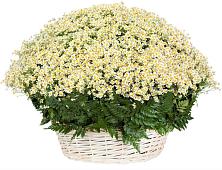 Цветочная композиция из Ромашки в корзине #REPLACE_PRED# Садовом Воронежской области